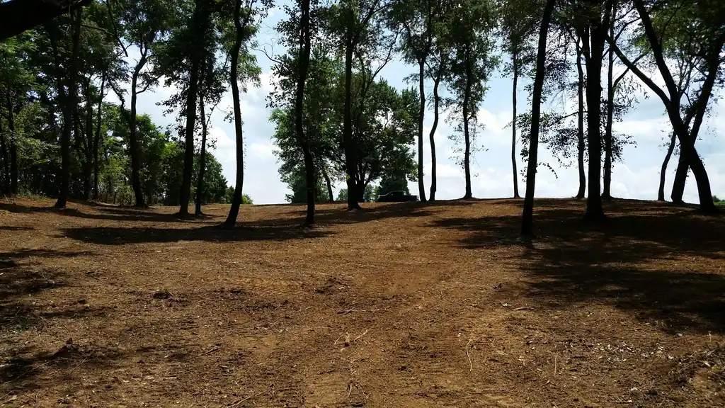 A cleared, mulched lot with a row of tall hardwoods left standing against the sky