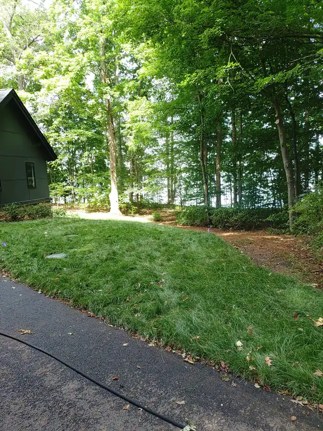 New sod and a cleared path beside a dark-sided cabin under a full hardwood canopy
